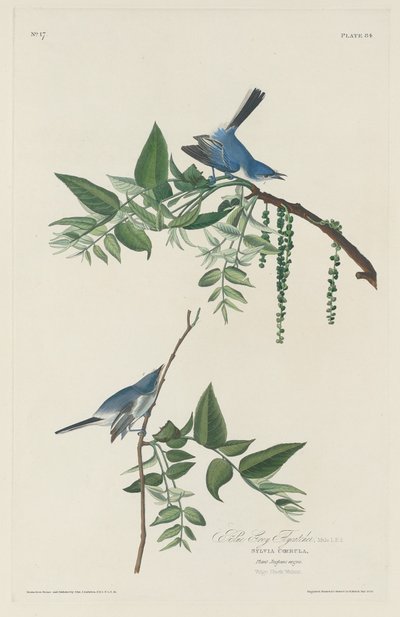 Papamoscas Azul-Gris, 1830 de Robert Havell