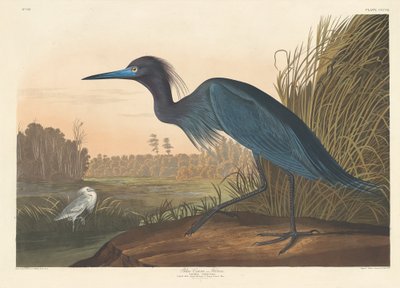Grulla Azul o Garza de Robert Havell