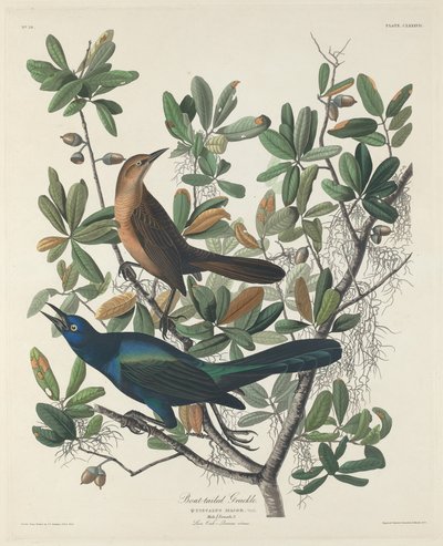 Quiscalus mayor, 1834 de Robert Havell