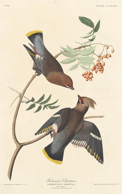 Chatterer bohemio, 1837 de Robert Havell