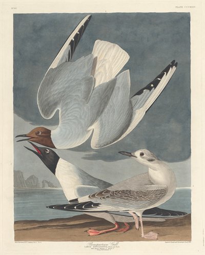 Gaviota Bonapartiana, 1836 de Robert Havell