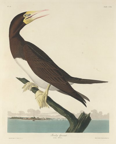 Bobo Alcatraz, 1834 de Robert Havell