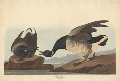 Ganso Brant de Robert Havell