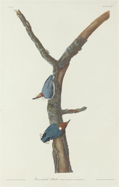 Sitta de cabeza marrón, 1831 de Robert Havell
