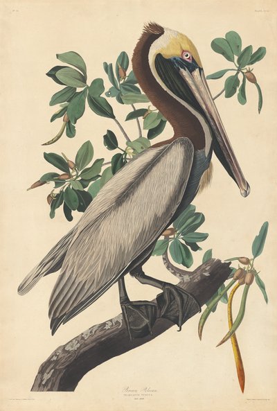 Pelícano pardo, 1835 de Robert Havell