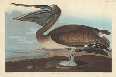 Pelícano pardo de Robert Havell