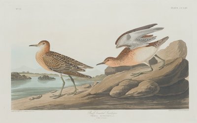 Correlimos canela, 1835 de Robert Havell