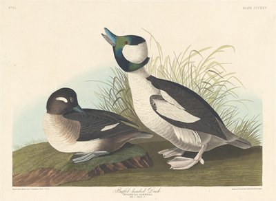 Pato cabeza de búfalo, 1836 de Robert Havell