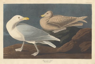 Burgomaestre Gaviota, 1837 de Robert Havell
