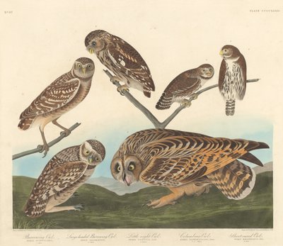 Búho Excavador, Búho Excavador de Cabeza Grande y Pequeño Búho Nocturno, 1838 de Robert Havell