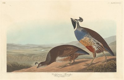 Perdiz californiana, 1838 de Robert Havell