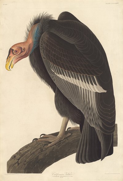 Buitre Californiano de Robert Havell
