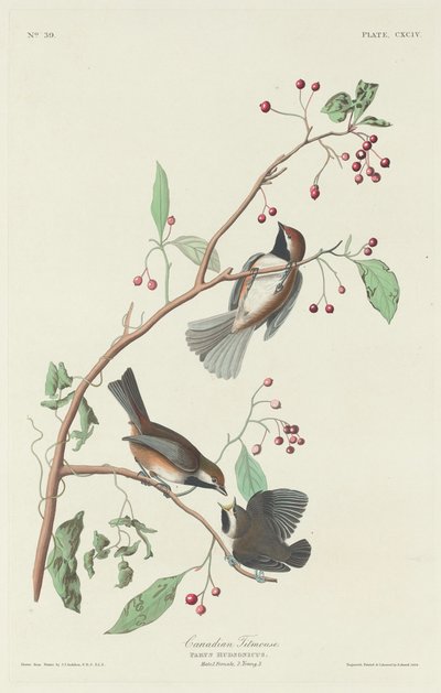Carbonero canadiense, 1834 de Robert Havell
