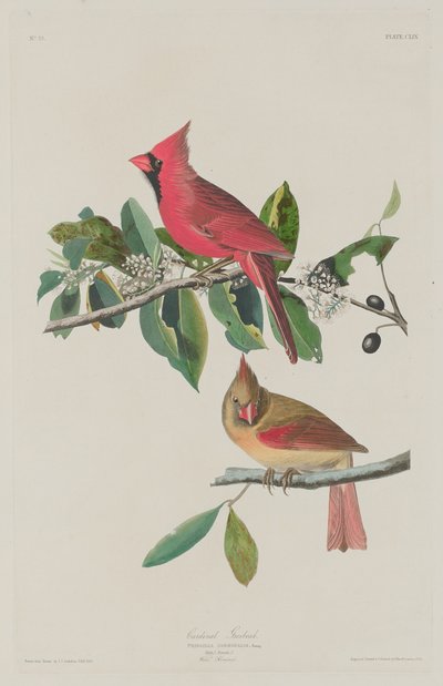 Cardenal Grosbeak, 1833 de Robert Havell