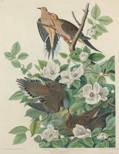 Paloma de Carolina o tórtola, 1827 de Robert Havell