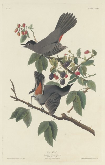 Pájaro gato de Robert Havell