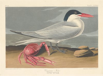 Charrán de Cayena, 1835 de Robert Havell