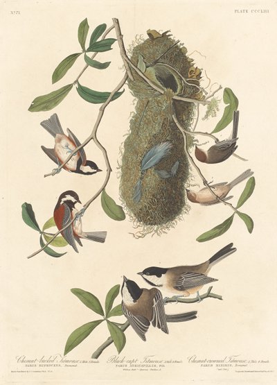 Herrerillo de lomo castaño, herrerillo de gorra negra y herrerillo de corona castaña, 1837 de Robert Havell