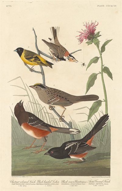 Pinzón de color castaño, jilguero de cabeza negra, escribano de corona negra y pinzón ártico de Robert Havell