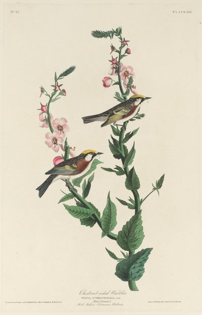Reinita de costado castaño de Robert Havell