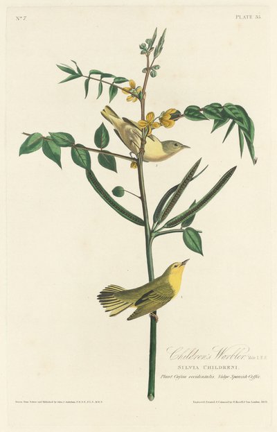 Ruiseñor infantil, 1828 de Robert Havell