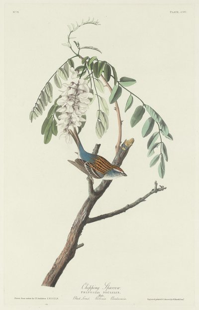 Gorrión chipping, 1831 de Robert Havell