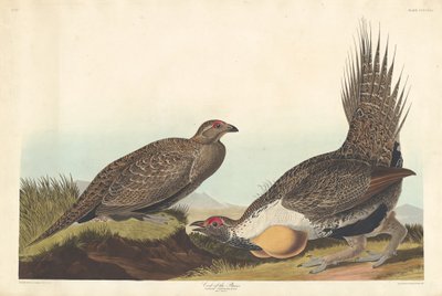 Gallo de las llanuras, 1837 de Robert Havell