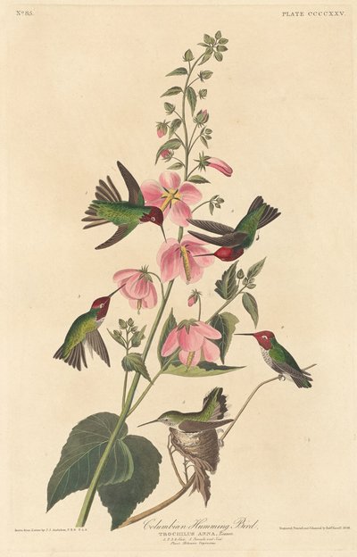 Colibrí colombiano de Robert Havell
