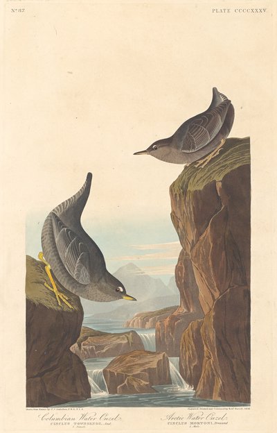 Mirlo de Agua Colombiano y Mirlo de Agua Ártico, 1838 de Robert Havell
