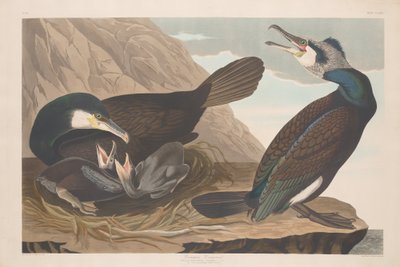 Cormorán común de Robert Havell