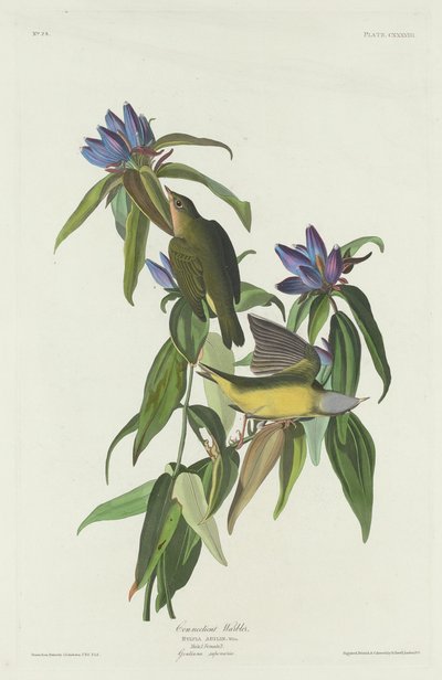 Reinita de Connecticut de Robert Havell