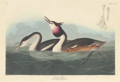 Somormujo lavanco de Robert Havell
