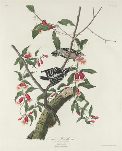 Pico de madera velloso, 1831 de Robert Havell