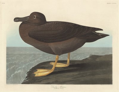 Albatros oscuro de Robert Havell