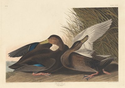 Pato Oscuro, 1836 de Robert Havell