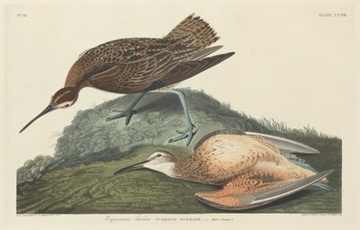 Zarapito esquimal, 1834 de Robert Havell