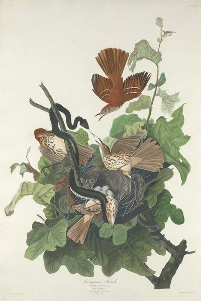Zorzal ferruginoso, 1831 de Robert Havell