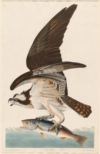 Halcón Pescador, 1830 de Robert Havell