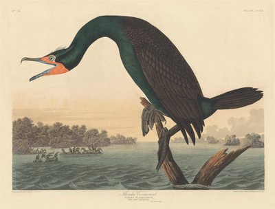 Cormorán de Florida de Robert Havell