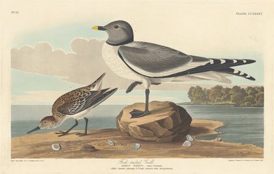 Gaviota de Cola Bifurcada, 1835 de Robert Havell