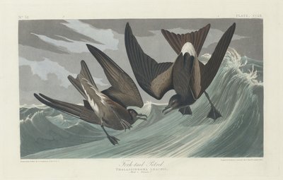 Petrel de cola bifurcada, 1835 de Robert Havell