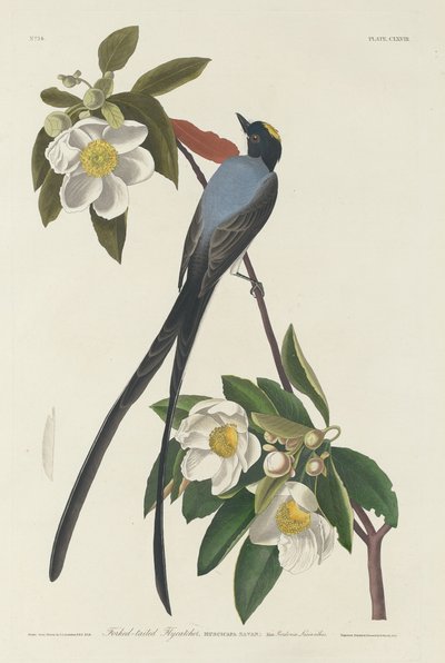 Tijereta, 1833 de Robert Havell