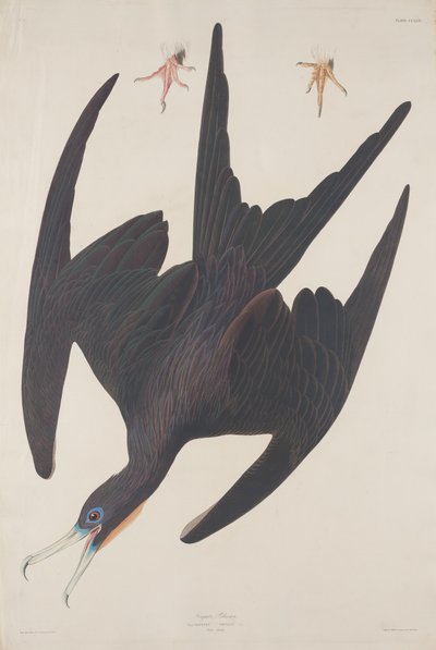 Fragata Pelican, 1835 de Robert Havell