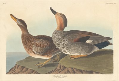 Pato friso, 1836 de Robert Havell
