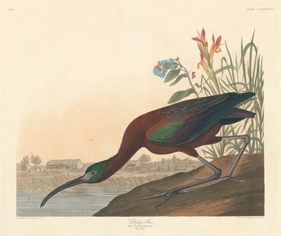 Ibis brillante de Robert Havell