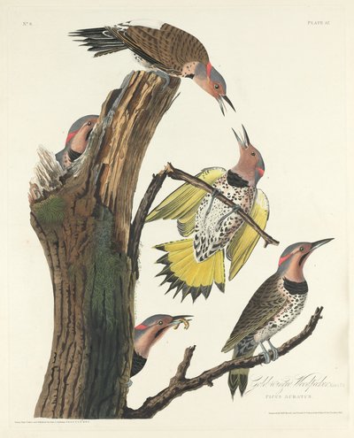 Pájaro carpintero de alas doradas de Robert Havell
