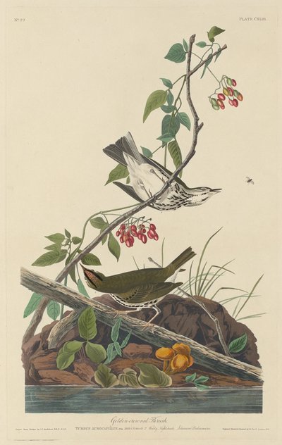 Zorzal coronado de oro, 1832 de Robert Havell