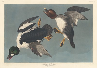 Pato de ojo dorado, 1836 de Robert Havell
