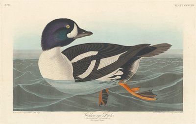 Pato de Ojo Dorado, 1838 de Robert Havell
