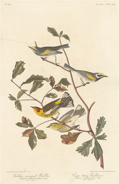 Reinita alidorada y reinita de Cape May, 1838 de Robert Havell